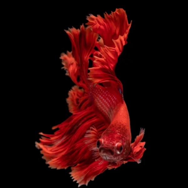 Etiam rhoncus