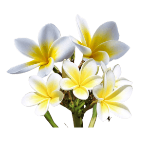 Exotic White Flowers