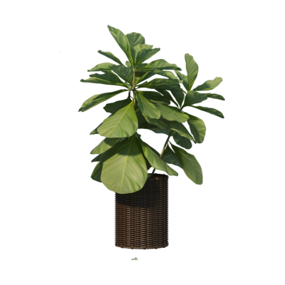 Morbi varius ligula eget ante